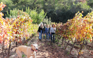 celler-masroig-enoturisme-01